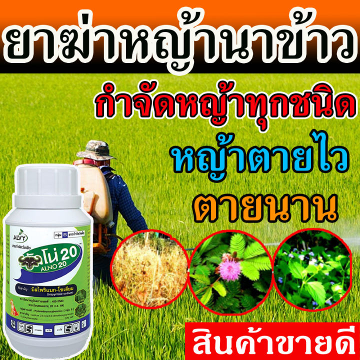 อัลโน่ สารกำจัดวัชพืชในนาข้าว หญ้าข้าวนก หญ้าดอกขาว