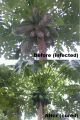 BF-01 Liquid Organic Fertilizer–All-in-one Plant / Gardening Solution (A product of Beyond Fertilizersᵀᴹ). 