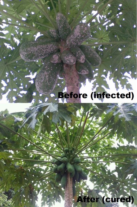 %5B2%20Bottles%5D%20BF-01%20Liquid%20Organic%20Fertilizer%E2%80%93All-in-one%20Plant%20/%20Gardening%20Solution%20(A%20product%20of%20Beyond%20Fertilizers%E1%B5%80%E1%B4%B9)%20-%20Image%208