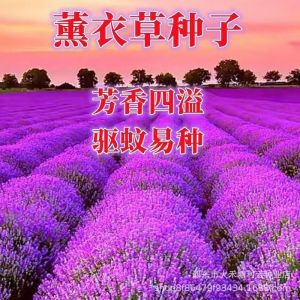 Lavender narrowleaf Provence flower four-season garden mosquito-repellent herb balcony potted plant
