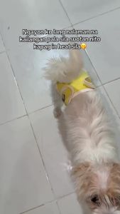 PETWELL Pet Sanitary Pants Dogs Reliable Leak Protection Breathable Mesh Soft Skin-Friendly Fabric