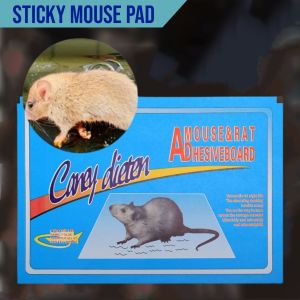 Chuột chuột lớn dính chuột gặm nhấm keo Hội Đồng Quản trị bẫy mồi