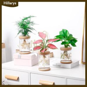 [Hillarys] ขี้เกียจโปร่งใสกระถาง hydroponic ดูดซึมน้ำอัตโนมัติ