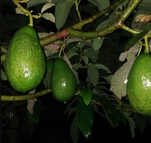 Bibit Alpukat Mentega Jambon