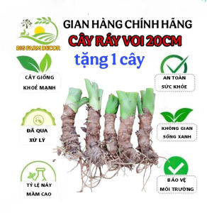 combo 5 cây ráy voi cao 20cm