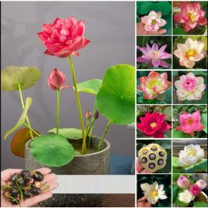 Combo 2 gói hạt giống hoa sen mini nhật mix màu-gói 8 hạt-tặng kèm gói kích mầm