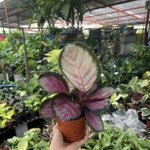 ต้นคล้าคิมสัน ต้นไม้มงคล คัดฟร์อมใบสวย พร้อมกระถาง 6 นิ้ว ต้นไม้ฟอกอากาศ ต้นไม้ปลูกในบ้าน ต้นไม้ประดับ ต้นไม้ประดับ ต้นไม้มงคล ต้นไม้ฟอกอากาศ ต้นไม้ปลูกในบ้าน ต้นไม้มงคลปลูกในบ้าน ต้นไม้ด่าง