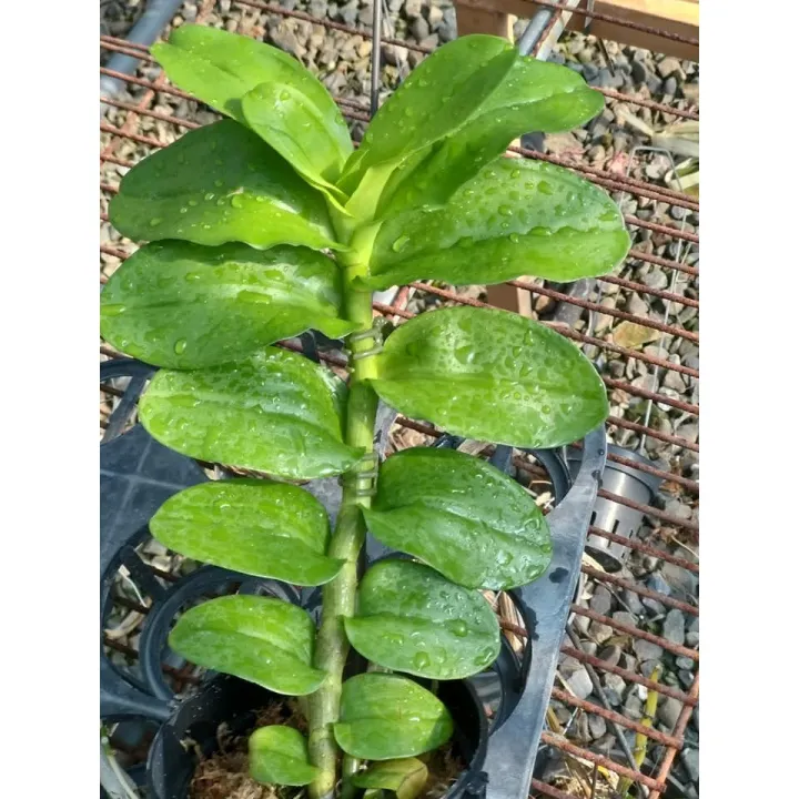 kie%20phi%20%C4%91i%E1%BB%87p%20r%E1%BB%ABng%20l%C3%A1%20m%C3%ADt%20h%C3%B2a%20b%C3%ACnh%20-%20Image%203