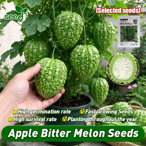 [Selected Seeds] High Yield 5pcs Round Green Bitter Gourd Seeds for Planting Vegetables Plants 100% Legit Fresh Green Apple Bitter Melon Seeds F1 Momordica Charantia Seeds Organic Ampalaya Balsam Pear Vegetable Seeds for Gardening Veggie Potted Seedlings