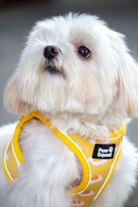 PAWSQUAD Eggy Set (Harness + Handsfree Leash) | เซ็ตชุดพร้อมสายจูง สุนัข แมว