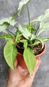 SOV Syngonium Ngern Lai Ma Rare Syngonium SpeciesIndoor Plant Real Live Plant Pokok Hidup