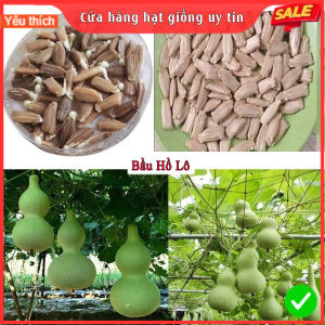 HẠT GIỐNG BẦU HỒ LÔ CHUẨN F1 DỄ TRỒNG NĂNG SUẤT CAO & DỄ THU HOẠCH TẶNG KÈM HƯỚNG DẪN