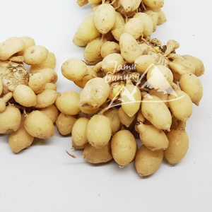 Kunyit Putih Segar 500gr Asli Gunung - Obat Herbal Kista