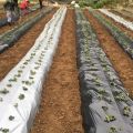 【Ready Stock】0.6M 0.8M 1M 1.2M Width Silvershine Roll Bumi Fertigasi Tanaman Plastik Anti Rumput Penutup Batas Silver shine. 