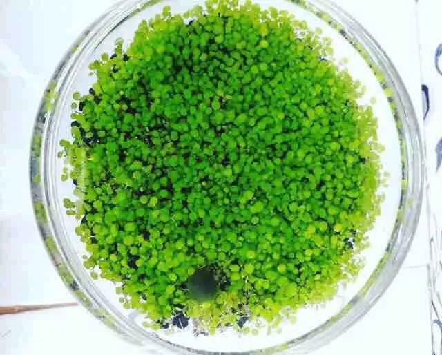 H%E1%BA%A1t%20gi%E1%BB%91ng%20thu%E1%BB%B7%20sinh%20-%20c%C3%A2y%20tr%C3%A2n%20ch%C3%A2u%20ng%E1%BB%8Dc%20trai%20-%20Image%203