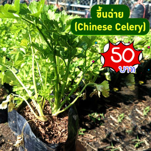 Shop999 ต้นขึ้นฉ่าย คื่นไฉ่ Celery เซเลอรี สมุนไพรขึ้นฉ่าย ต้นโต แข็งแรงพร้อมปลูก