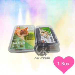 Mani Pet Cat Grass Wheat Grass Kit Self-Grow Kit / Rumput Kucing