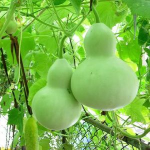 Hạt giống bầu hồ lô cao sản Tỷ lệ nảy mầm >90% Độ thuần >99% Xuất xứ Việt nam