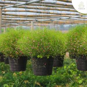Treeno.9 T210 ดอกยิปโซ กระถาง8 นิ้ว (Gypsophila) ยิปโซสื่อถึงความ บริสุทธิ์ จริงใจ อ่อนหวาน และ รักแรกพบ
