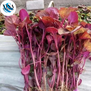 RED SPINACH SEEDS - ( 2000 seeds) / RED AMARANTH SEEDS / Round Leaves seeds