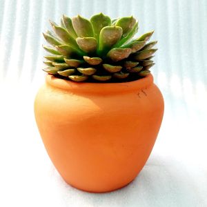 Chậu đất nung - Chum lùn miệng chậu 14cm chiều cao 15cm