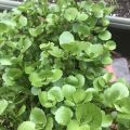 Hạt giống Cải Xoong Mỹ (Xà Lách Xoong Mỹ) - Watercress - 1000 hạt. 