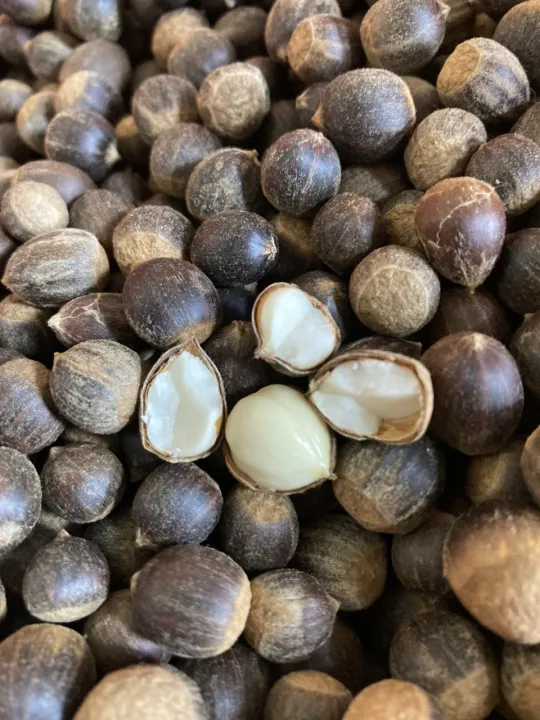 H%E1%BA%A1t%20d%E1%BA%BB%20th%C3%B3c/%20h%E1%BA%A1t%20d%E1%BA%BB%20r%E1%BB%ABng%20nh%E1%BB%8F%20lo%E1%BA%A1i%201/%20chu%E1%BA%A9n%20v%E1%BB%8B%20n%C3%BAi%20r%E1%BB%ABng/mini%20d%E1%BA%BB/1kg%20-%20Image%202