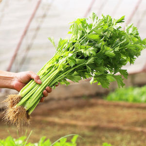 HIGH QUALITY VEGETABLE SEEDS! (Pechay Tomato Talong Sitaw Ampalaya Kalabasa Carrot Sigarilyas Bell Sili Upo)