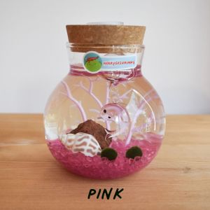 READY MADE THEMED SMALL Volcanic Shrimp Marimo Moss Aquarium (inc Car Delivery)