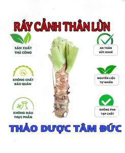 cây ráy voi thân lùn lá khổng lồ cây lớn