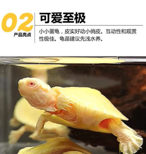 纯种白化巴西龟变异白巴中华黄金长寿龟深水龟网红招财乌龟便宜龟