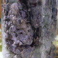 Teo's Baguio Ube Flakes - Baguio Pasalubong. 