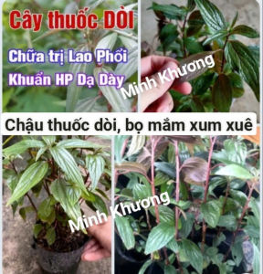 [Cây dược liệu] 1 Chậu 10 cây giống dòi thân tím hỗ trợ phổi cho.....-Vườn Minh Khương