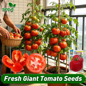 [Selected Seeds] 350pcs/pack Giant Tomato Seeds for Planting Vegetables (Fast Growing) Big Tomatoes Seeds Organic Vegetable Seeds for Pot Gardening Floradade Seeds Tomato Kamatis Seeds Indoor Potted Tomato Live Plants Tomato Seedlings Bonsai Veggie Seeds