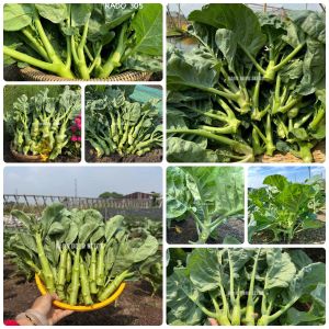 Hạt giống Cải Rổ gói 5gr~500 hạt giống Cải Rổ sinh trưởng khỏe nảy mầm tốt dễ chăm sóc
