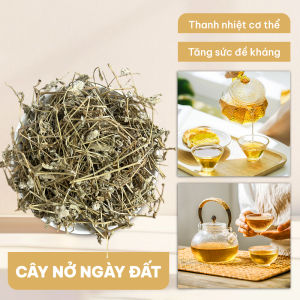 Cây nở ngày đất 1kg cây bạc đầu khô thơm sạch dùng nấu nước uống pha trà