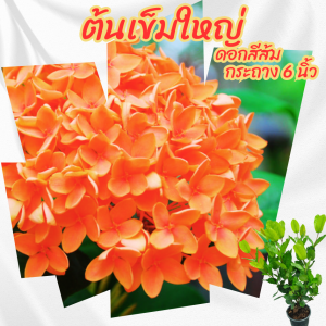ต้นเข็มดอกใหญ่ ดอกสีส้มโอรส กระถาง 6 นิ้ว(ขั้ต่ำ 2 ต้น)(ส่งพร้อมกระถาง)