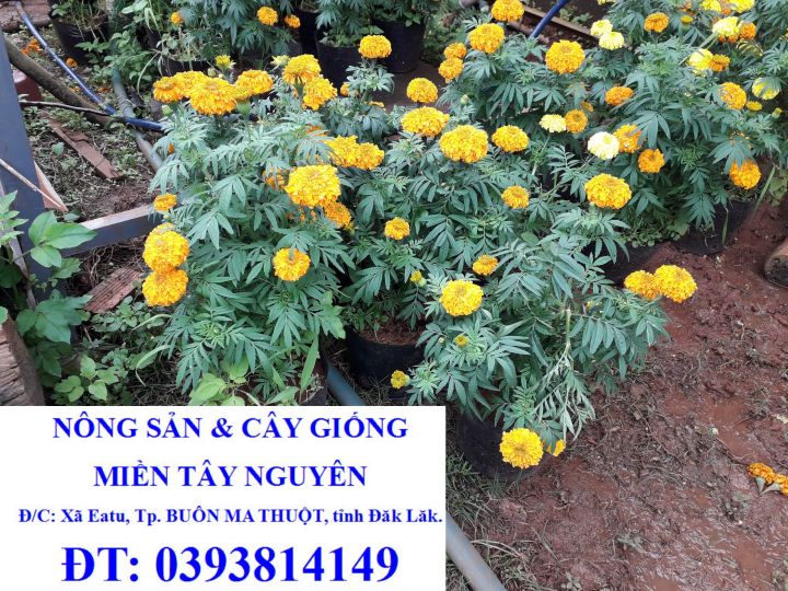 CÂY HOA CÚC VẠN THỌ [ NHƯ HÌNH ĐANG RA BÔNG RẤT ĐẸP - CHẬU TO, HOA VÀNG VÀ CAM ] [GHN]