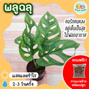 พลูฉลุ กระถาง 3 นิ้ว(แถมกาบมะพร้าวพร้อมปลูก) ต้นไม้ฟอกอากาศ ต้นไม้ในร่ม ต้นไม้ในออฟฟิศ ต้นไม้ พลูด่าง ต้นไม้ประดับ ต้นไม้ปลูกในห้อง