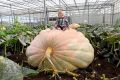 "Gói 5 Hạt " Hạt giống bí đỏ - Bí Ngô KHỔNG LỒ. 