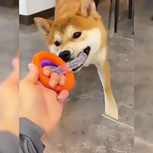 Interactive Pet Toy Rope Construction Interactive Dog Tug Rope Toy - Durable Chew Teething Puppy Trainer w/ Dental Cleaning dog and cat activity toy everyday pet play accessory