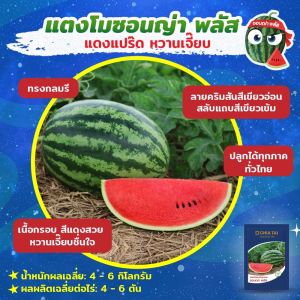 เมล็ดแตงโม ซอนญ่าพลัส ตราเจียไต๋ ขนาด40กรัม เมล็ดพันธุ์แตงโม เมล็ดแตงโมซอนญ่าพลัส  แตงโมซอนญ่าพลัส