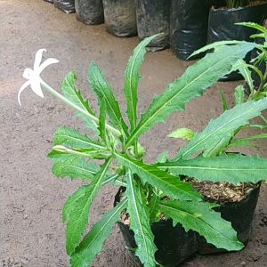 Tanaman Herbal Kitolod atau Kikorejat: Manfaat & Cara Menggunakan