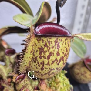 Nepenthes Ampullaria Red Lips Speckled Body [Monkey Cup Nepenthes][Carnivorous Plants][GILAGARDEN]
