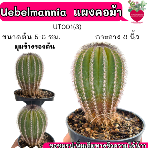 Uebelmannia pectinifera แผงคอม้า ไม้เมล็ด ไม้สะสม ยอดฮิต
