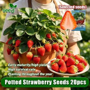 [Selected Seeds] 100% Original Potted Strawberry Seeds for Planting Fruits Heat Tolerance Strawberry Seeds High Yield Sweet Strawberry Seedlings Bonsai Tree Live Plant Balcony Potted Live Strawberry Plant Seeds for Garden Indoor Fruit Bearing Tree Seeds