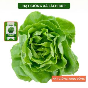 Hạt giống Xà Lách Búp RADO 45 Túi 5g(~4500 hạt) Xà Lách Đăm dễ trồng | Hạt giống Rạng Đông