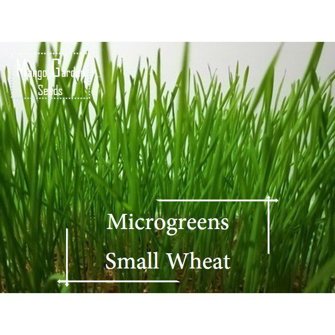 50 Seeds (buy 2 get 1 free) Wheatgrass Microgreens G Healthy Food