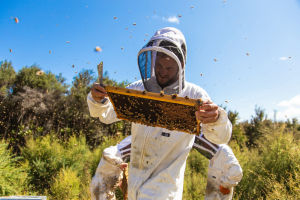 3Bee Manuka Honey Mono-Floral 5+UMF (500g)