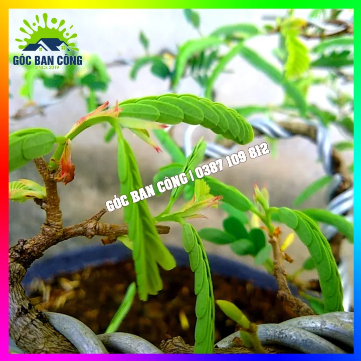 C%C3%A2y%20Me%20Bonsai%20Mini%20D%C3%A1ng%20B%E1%BA%A1t%20Phong%20Gi%C3%B3%20L%C3%B9a%20-%20Image%204